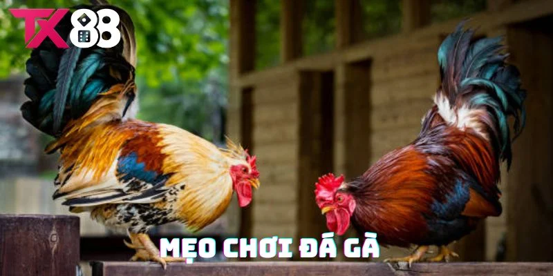 Bật mí kinh nghiệm chơi đá gà TX88