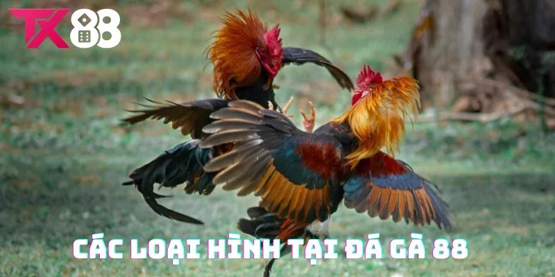 Các loại hình đá gà siêu hot 