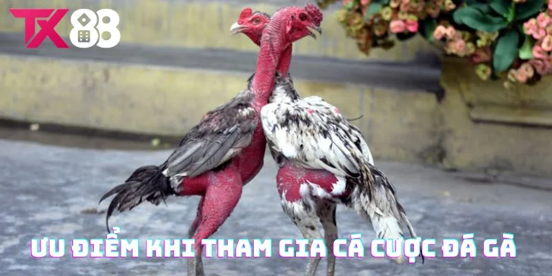 Đá gà TX88 có gì nổi bật