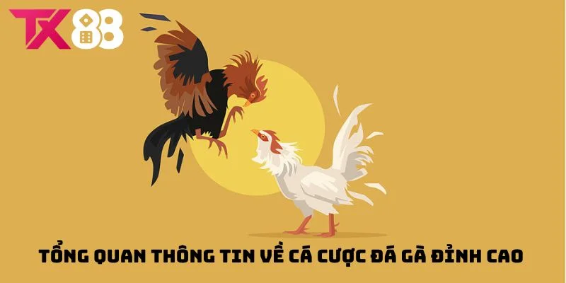 Tổng quan về sảnh đá gà TX88